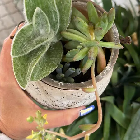 Petit Bijoux *